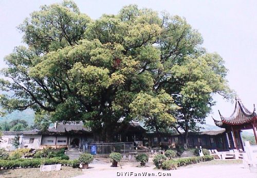 洞庭西山古樟植物園圖片