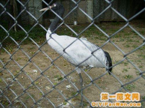 莫斯科動物園圖片