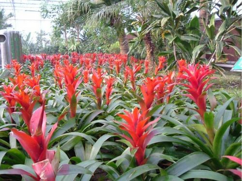 天津熱帶植物觀光園圖片