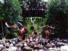 西雙版納原始森林公園