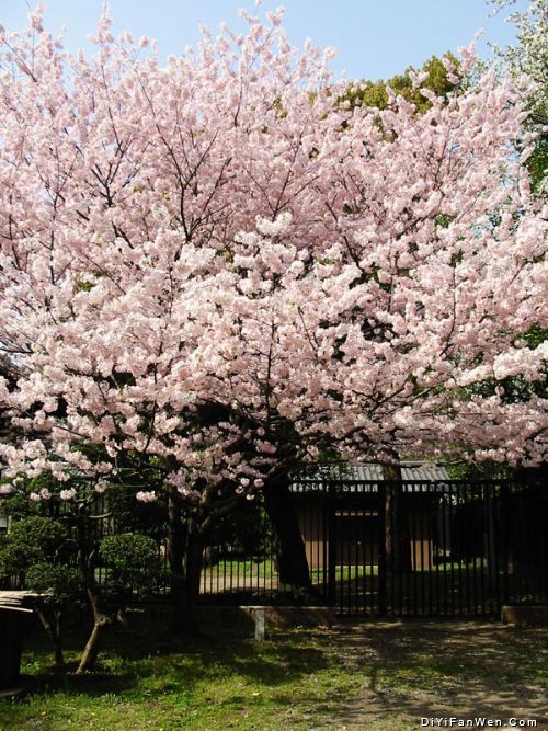 上野公園のお花見圖片