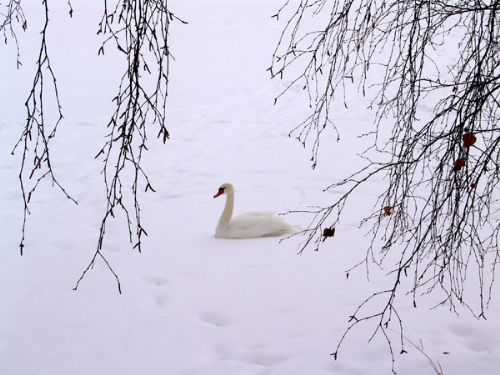 冰雪芬蘭圖片