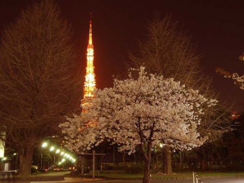 日本櫻花夜景圖片