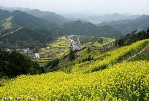 安徽石潭油菜花海圖片