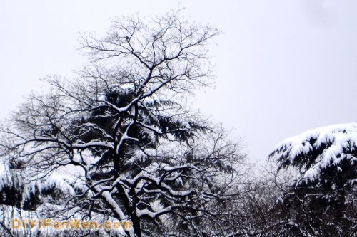 南京連日雪紛紛圖片
