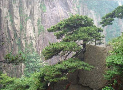 黃山奇松圖片