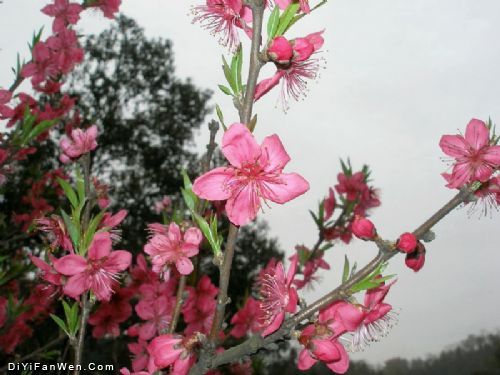 桃花源風景圖片