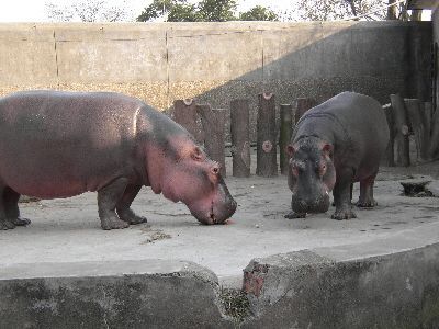 長沙動物園圖片