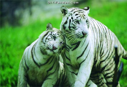 香江野生動物世界圖片