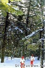 淨月潭滑雪場圖片
