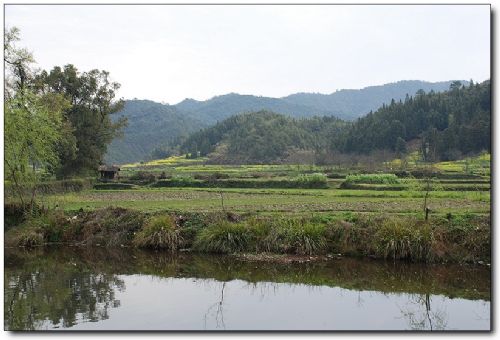 嚴田古樟圖片