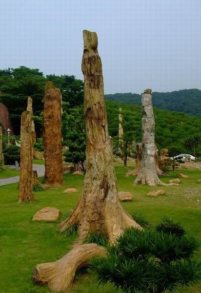 廣東仙湖植物園圖片