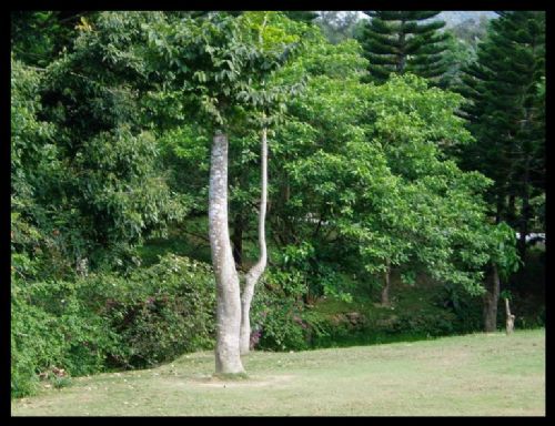 海南興隆熱帶植物園圖片