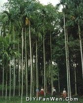 西雙版納熱帶植物園圖片