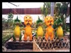 天津天津熱帶植物觀光園
