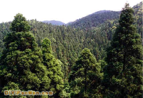 大容山森林公園圖片