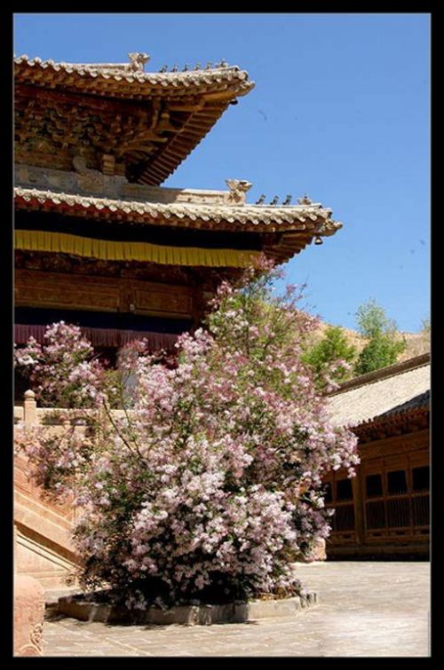 青海瞿曇寺圖片