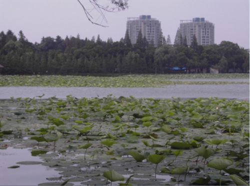 南京玄武湖圖片