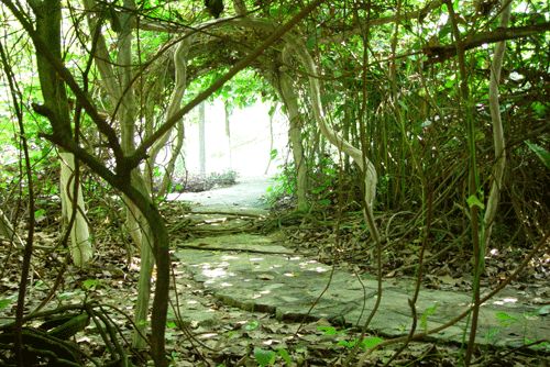 廣西藥用植物園圖片