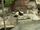 北京動物園組圖（4）