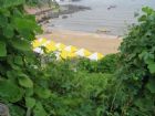蛤蜊島
