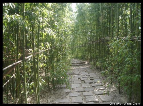 上海共青森林公園圖片