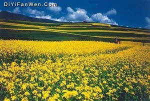 羅平油菜花海圖片