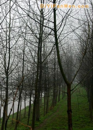 洞庭湖圖片