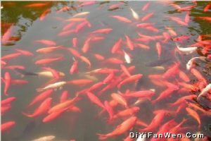 同里圖片
