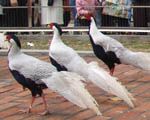 野生動物園圖片