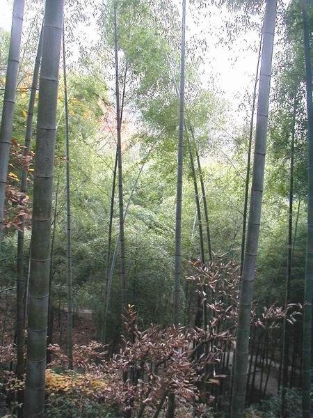 安徽敬亭山風光圖片