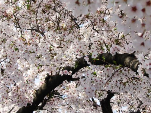 上野公園のお花見圖片