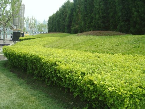 上海世紀公園圖片