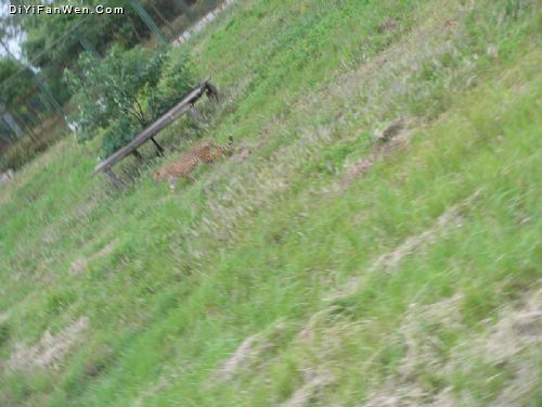 上海野生動物園圖片