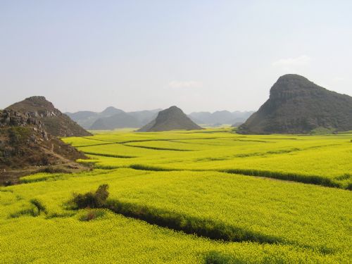 雲南羅平油菜花圖片