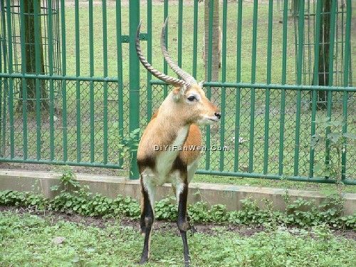 上海動物園圖片