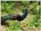 雅戈爾動物園