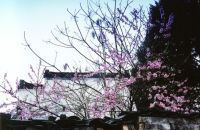 槐塘圖片