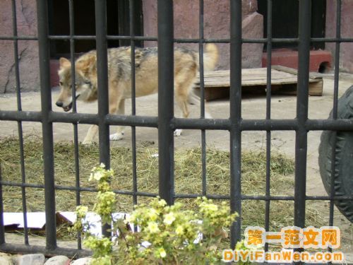 莫斯科動物園圖片