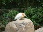 上海動物園