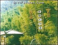 安吉中國大竹海圖片