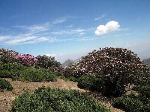 四川龍肘山圖片