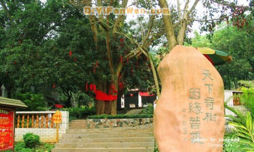 南寧良鳳江國家森林公園圖片