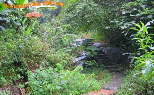廣西大容山森林公園圖片