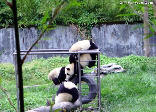 臥龍大熊貓自然保護區圖片