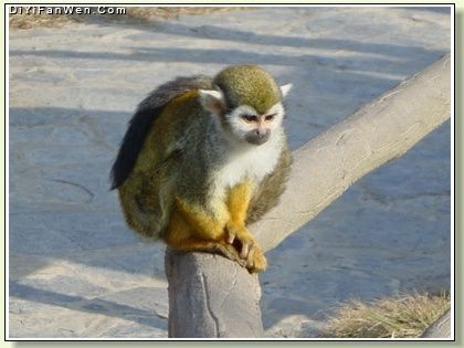 上海野生動物園圖片