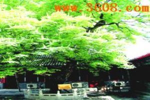 北京臥佛寺（組圖）圖片