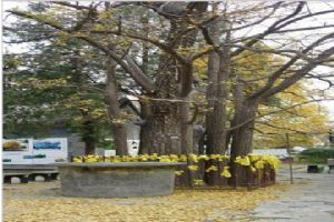 北京大覺寺組圖（4）圖片