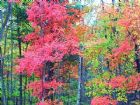 吉林蛟河紅葉谷