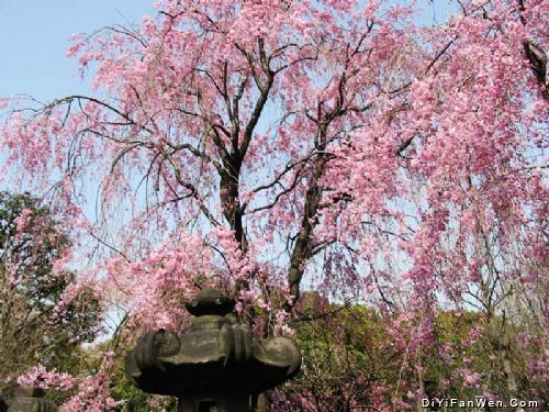 上野公園のお花見圖片